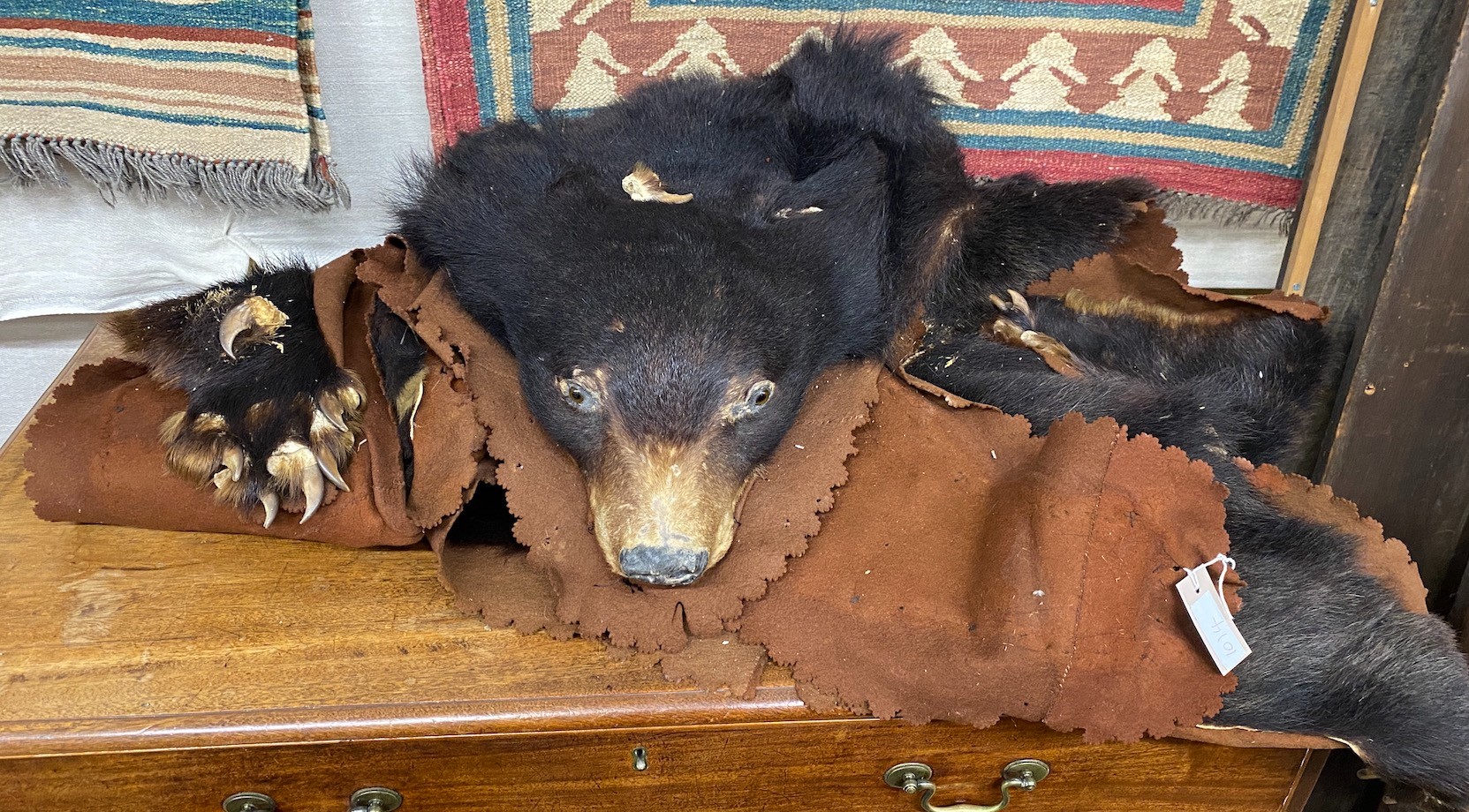 A taxidermy brown bear skin rug, felt backed